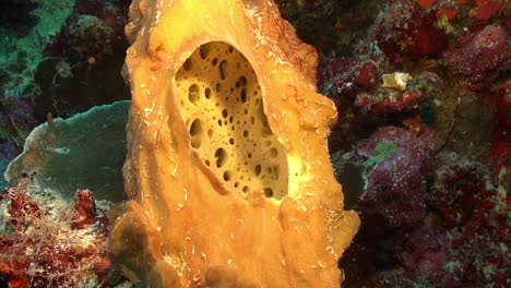 Nahaufnahme-Eines-Gelben-Schwamms-Am-Korallenriff