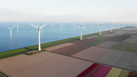 Niederländische-Tulpen-Mit-Windkraftanlagen-Am-IJsselmeer-In-Flevoland,-Niederlande