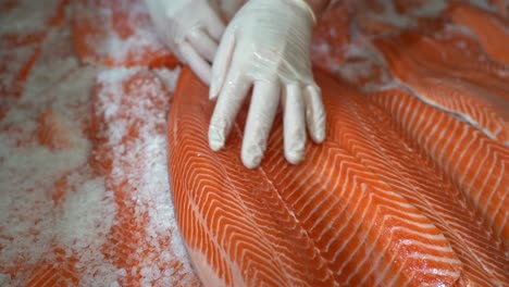 Person-with-rubber-gloves-gently-laying-down-fresh-raw-salmon-fillet-in-salt---Salted-smoked-salmon-preparation