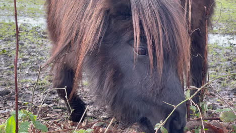 Closeup-shot-of-a-brown-shetland-pony-searching-for-grass-amongst-the-winter-leaves-on-the-ground,-winters-day