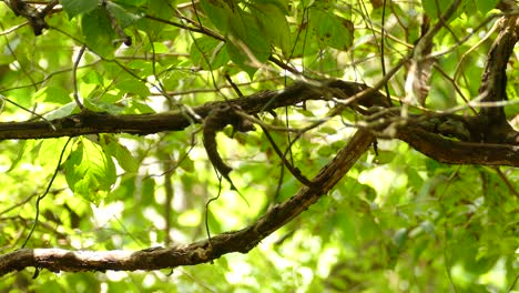 A-small-bird-flying-through-branches-in-Gamboa-Rainforest-Reserve,-Panama,-static-medium-shot