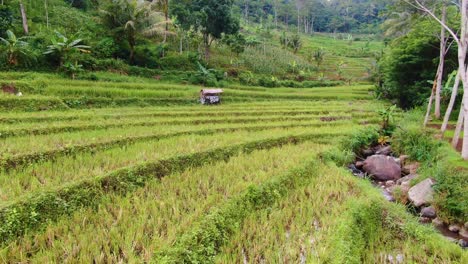 Rice-stubble-after-harvest,-terraced-paddy-field-and-jungle,-Java,-Indonesia