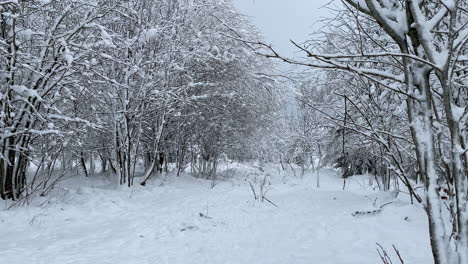 Slow-pan-in-winter-forest,-branches-and-snowy-trees-in-snowy-forest