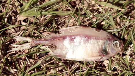 Timelapse-of-ants-eating-dead-fish