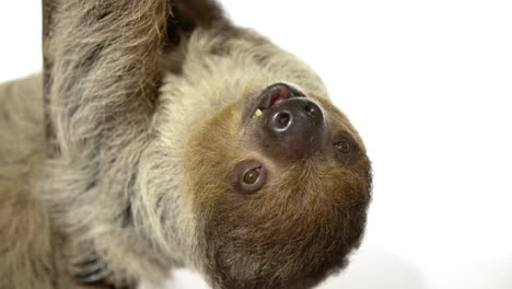 Close-up-White-background-sloth-with-copy-space-hanging-upside-down