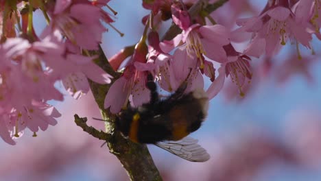 Macro-footage-of-Bumblebee-pollinating-pollen-of-pink-flowers-against-blue-sky-during-sunny-day