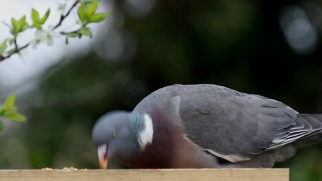 Woodpigeon,--Columba-palumbus,-on-bird-table.-Spring.-UK