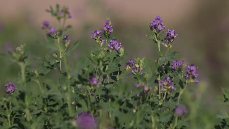 Alfalfa-purple-flowers-blowing-in-wind-field,-close-up-still-shot,-Medicago-sativa