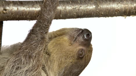 White-background-sloth-hanging-upside-down