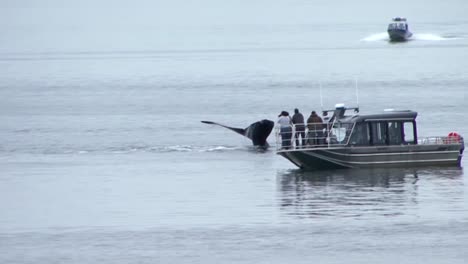 Humpback-whale-diving-and-showing-her-tail-fluke,-very-close-to-a-small-boat-near-Sitka,-Alaska
