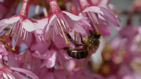 Honigbiene-Auf-Duftender-Rosa-Blume