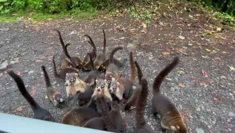 Several-hungry-white-nosed-coati-compete-for-food-that-is-being-tossed-from-a-car-window,-wide-angle-point-of-view