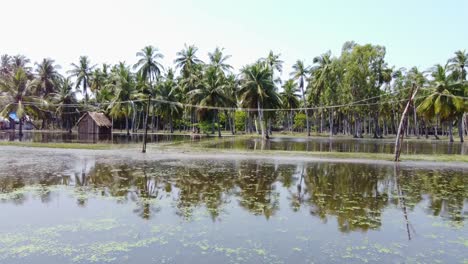 Palmen-Mit-Spiegelung-In-Pondicherry