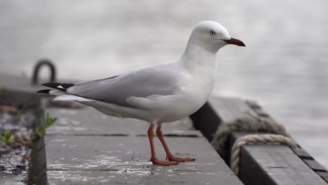 This-footage-is-featuring-the-Silver-Gull-also-known-as-sea-gull-which-is-common-throughout-Australia
