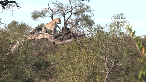 A-leopard-sits-perched-on-top-a-fallen-tree-as-it-surveys-the-land-on-a-bright-sunny-African-day