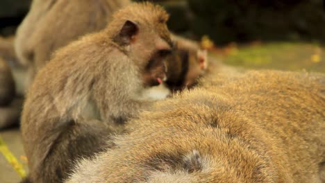Juvenile-Macaque-eagerly-caring-and-grooming-resting-senior-in-Bali,-Indonesia---Long-medium-close-up-shot