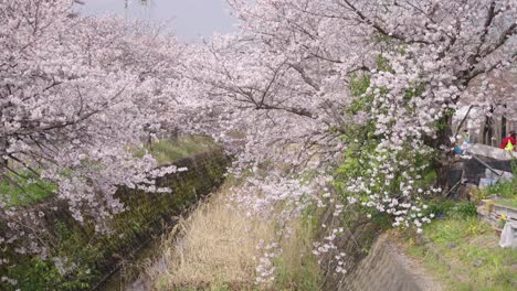 Sakura-Grove-in-Slow-Motion,-Spring-in-Japan-in-Shiga-Prefecture