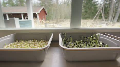 Germinating-microgreens-in-containers,-kale,-sunflower,-peas,-tracking-right