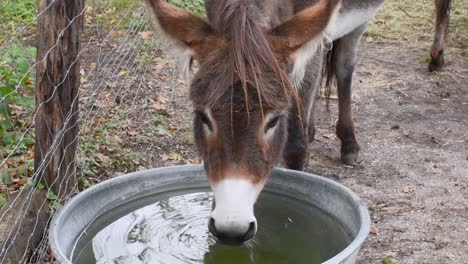 Donkey-with-white-nose-drinking-water-from-a-metal-bucket