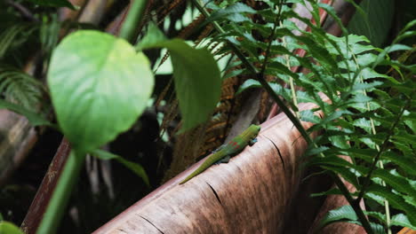 Nahaufnahme-Eines-Grünen-Hawaiianischen-Gecko-Reptiliens,-Das-Auf-Einem-Getrockneten-Blatt-In-Der-Wildnis-Ruht