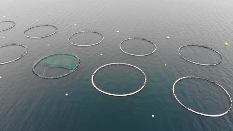 Fish-Farm-In-Norwegian-Fjord-Fenced-With-A-Round-Net-In-Norway---aerial-shot