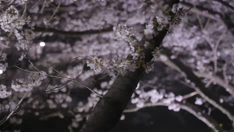 Iluminación-De-La-Flor-De-Sakura-En-La-Noche,-Tiro-Panorámico,-Japón