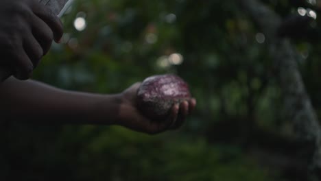 Schwarzafrikanischer-Einheimischer-öffnet-In-Filmischer-Zeitlupe-Eine-Lila-Kakaofrucht-Mit-Einer-Machete