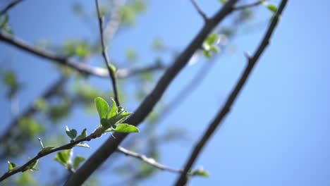 Apple-tree-in-early-spring---beginning-to-grow-from-buds---young-leaves---small-baby-leaf-on-apple-tree