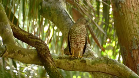 Cooper's-hawk-bird-of-prey-on-tree-branch-in-close-up-view