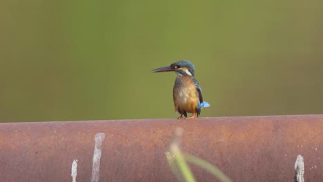 Common-Kingfisher-Peck-And-Push-Away-The-Other-Kingfisher-Sitting-On-A-Bar