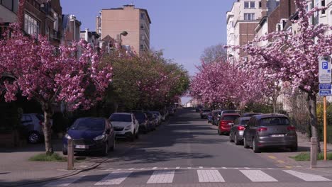 Kirschbäume-Blühen-Im-Frühling