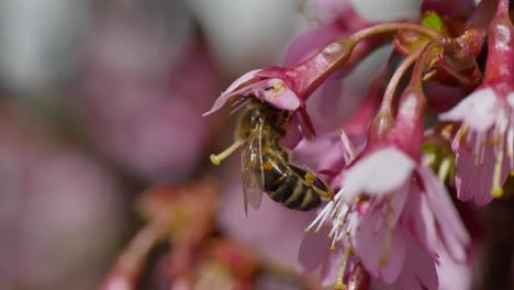 Solitary-honey-bee,-working-hard-to-collect-pollen-from-the-center-of-a-pink-blossom-petal