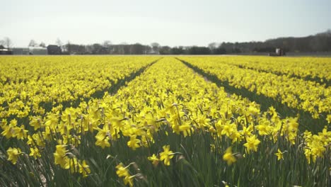 Agricultural-field-of-daffodils--in-spring,-farming-crop