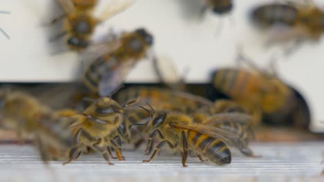 Makroaufnahmen-Eines-Honigbienenschwarms,-Der-In-Das-Bienenhaus-Eindringt-Und-Daraus-Fliegt