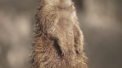 Close-up-rising-on-a-meerkat-standing-upright-in-its-rear-legs-looking-around-in-alert