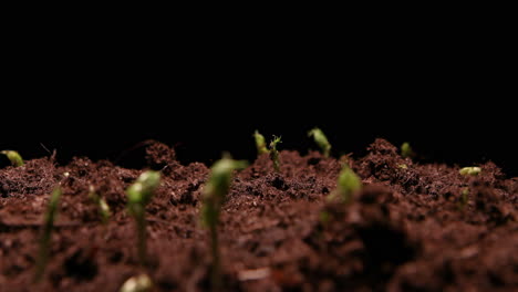 TIME-LAPSE---Peas-sprouting-in-soil,-studio,-black-background,-close-up-zoom-out