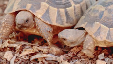 Zwei-Wütende-Schildkröten-Kämpfen