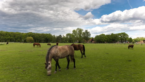 Herd-of-horses-eating-green-meadow-grass-in-timelapse-shot