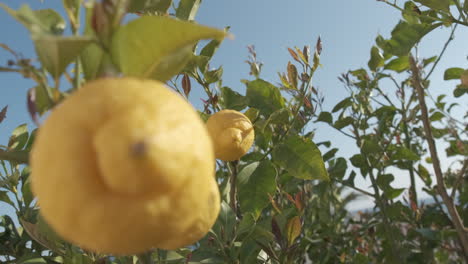 Lemons-on-lemon-tree,-citrus-plant-in-organic-farming-agriculture