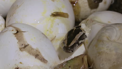 Tiny-python-emerging-from-nest-of-eggs