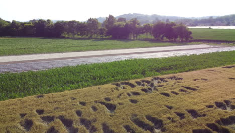 Mischanbau-Mais--Und-Weizenfeld-Bio-Landwirtschaft-Luftaufnahme