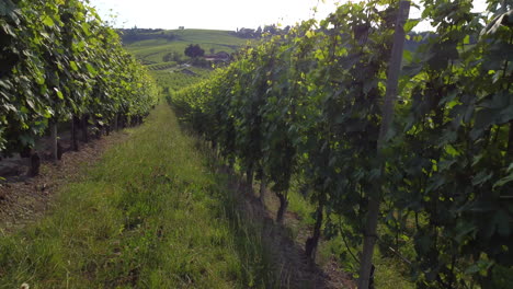 Vineyards-cultivation-in-Barolo,-Langhe