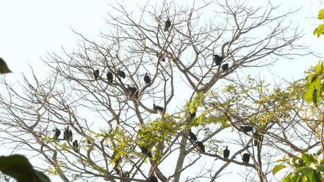 A-committee-of-vultures-gathered-in-tree-on-warm-day