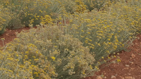 Helichrysum-Italicum-O-Planta-De-Curry-Flor-Amarilla-Flor-Agricultura-Cultivo