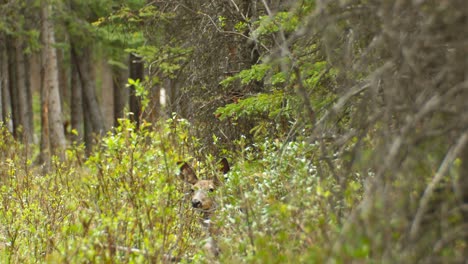 Deer-hiding-in-the-bush