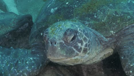 Eine-Einzigartige-Unterwasser-Nahaufnahme-Einer-Großen-Meeresschildkröte,-Die-Auf-Dem-Meeresboden-Liegt