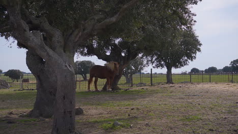 Horse-under-an-oak-tree