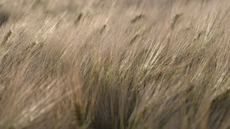 Golden-Grain-Crops-At-The-Field-Swaying-In-Slow-Motion