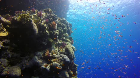 Korallenriffabfall-Im-Roten-Meer-Mit-Orangefarbenen-Rifffischen,-Weitwinkelaufnahme