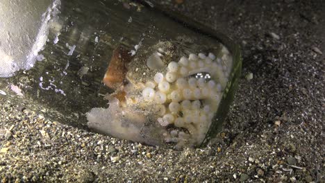 Coconut-Octopus--inside-glass-jar,-close-up-shot